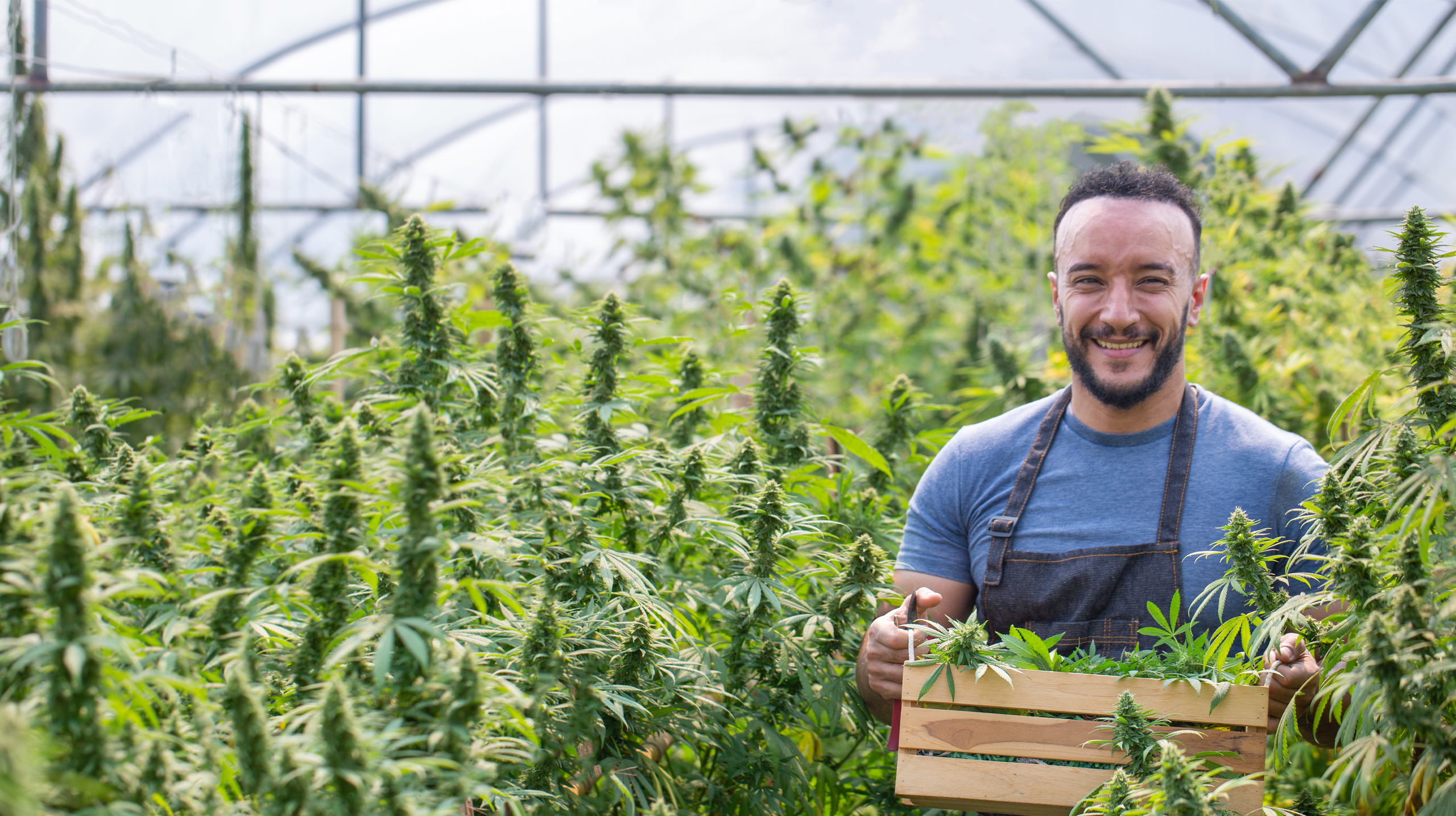Man in a greenhouse